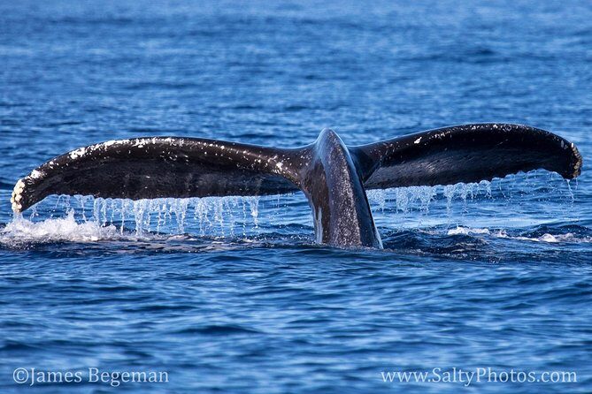 Kauai's Ultimate South Side Whale & Dolphin Zodiac Boat Adventure - Final Thoughts