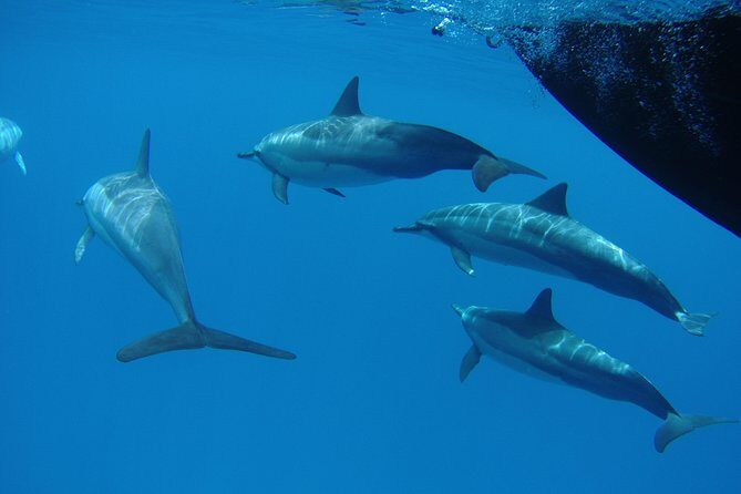 Kauai's Ultimate South Side Whale & Dolphin Zodiac Boat Adventure - FAQ