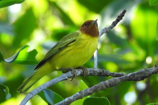 Kayak adventure through Laguna Nichupté in Cancun - Possible Drawbacks or Things to Consider