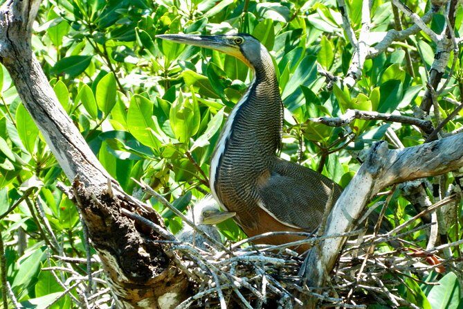 Kayak adventure through Laguna Nichupté in Cancun - FAQs
