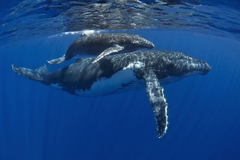 Kayak and Snorkel West Maui at Olowalu - The Sum Up
