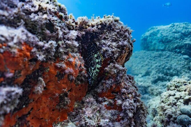 Kayak and Snorkeling Tour in the Bergeggi Island MPA - Key Points