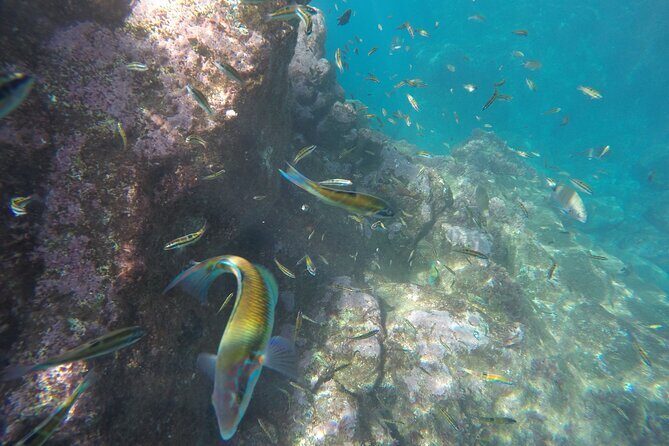 Kayak and Snorkeling Tour in Underwater Nature Reserve Garajau - Practical Tips for Booking and Participating