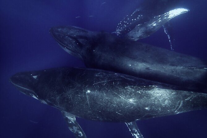 Kayak and Whale Watching Tour - Final Thoughts