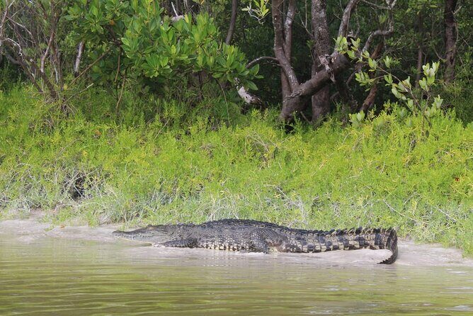 Kayak Experience in the Mangroves of Holbox Island - Final Thoughts: Who Is This Tour Best For?