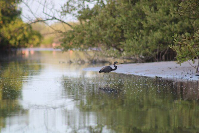 Kayak Mangroves Sunrise Experience - Challenges and Considerations