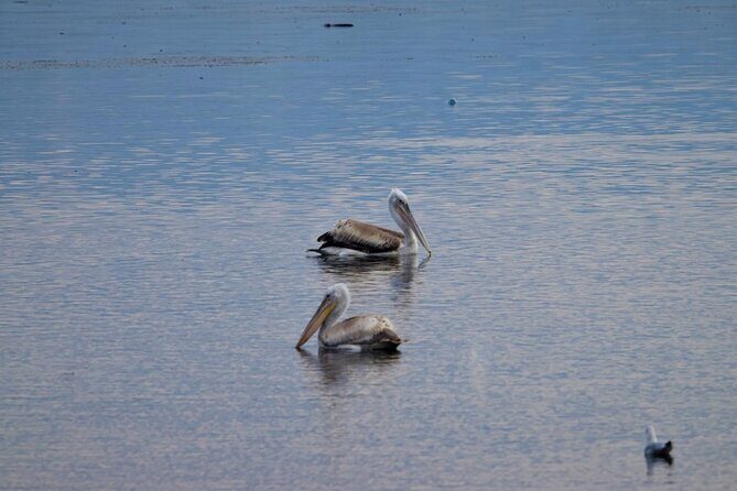 Kayak or Stand Up Paddle in Shkodra Lake and Buna River - The Real Value of the Experience