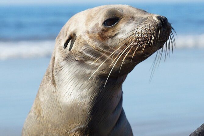 Kayak Rental for Two People in La Jolla - Final Thoughts