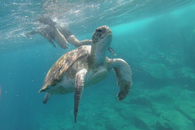 Kayak Route along the Volcanic Coast in Tenerife South with Snorkeling - What the Tour Looks Like