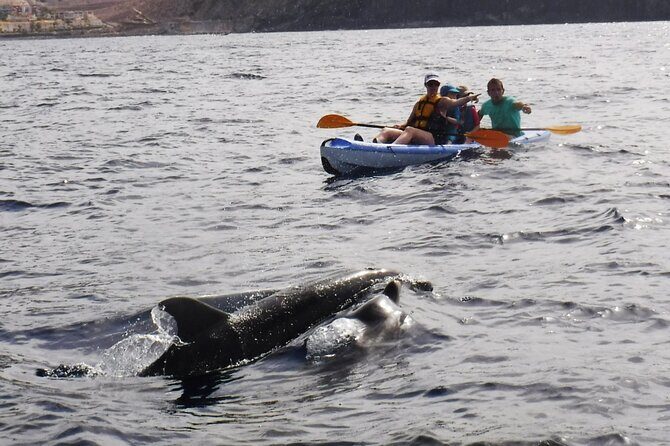 Kayak Route along the Volcanic Coast in Tenerife South with Snorkeling - Real Traveler Feedback: What People Love and What Could Be Better