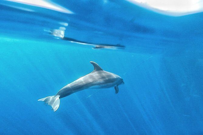 Kayak Safari with Dolphin and Turtle Watching in Guaza - Frequently Asked Questions