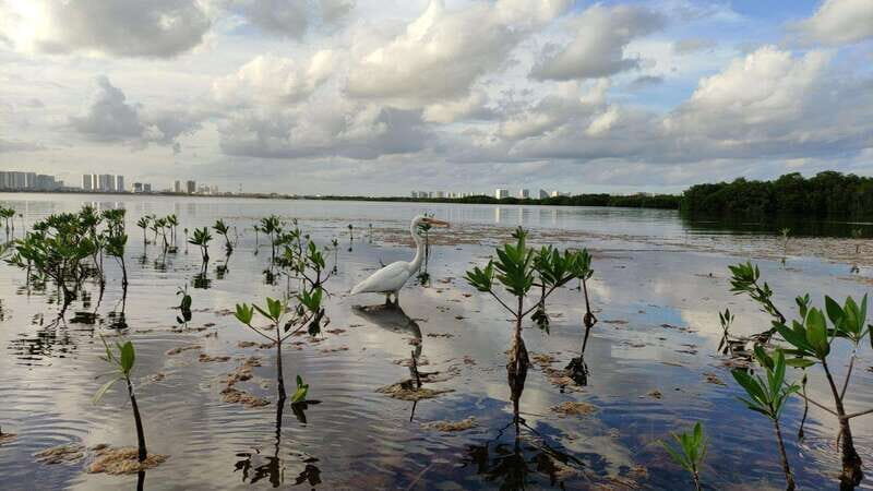 Kayak sunset cancun - FAQ