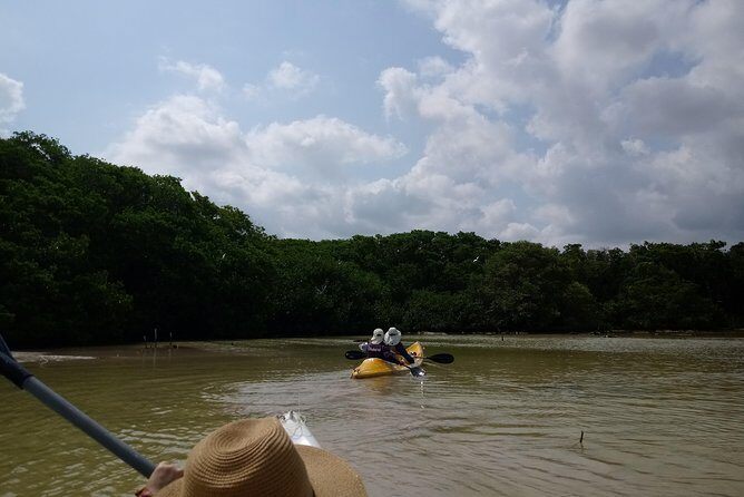 kayak through mangroves to secret beach - An In-Depth Look at the Kayak Through Mangroves to Secret Beach Tour