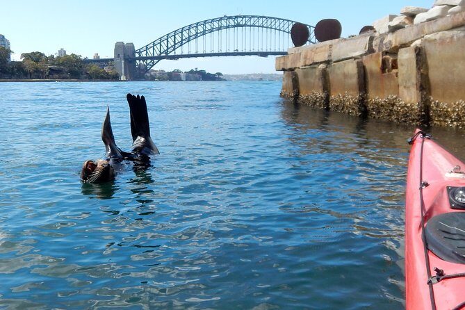 Kayak to Goat Island in Sydney Harbour with Local - Who Is This Tour Perfect For?