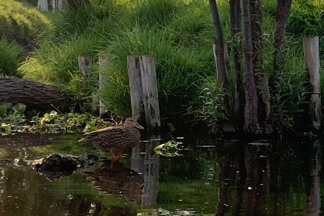 Kayak tour in Xochimilco - FAQs About the Kayak Tour in Xochimilco