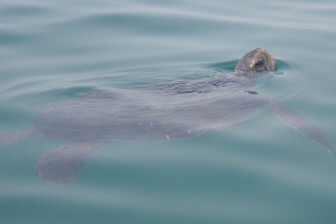 Kayak Tour of the 7 Caves - Who Should Consider This Tour?