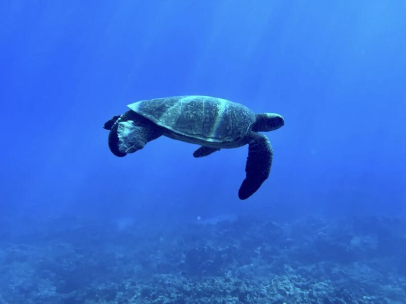 Kayak, Whale Watch And Snorkel At Turtle Town - What Makes This Tour Stand Out