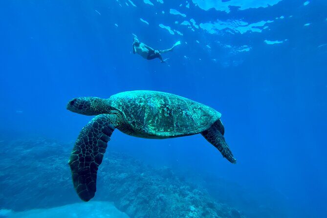 Kayak, Whale Watch, and Snorkel With Optional Photo and Video - Practical Details