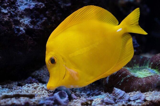 Kayak, Whale Watch, and Snorkel With Optional Photo and Video - Who Should Consider This Tour