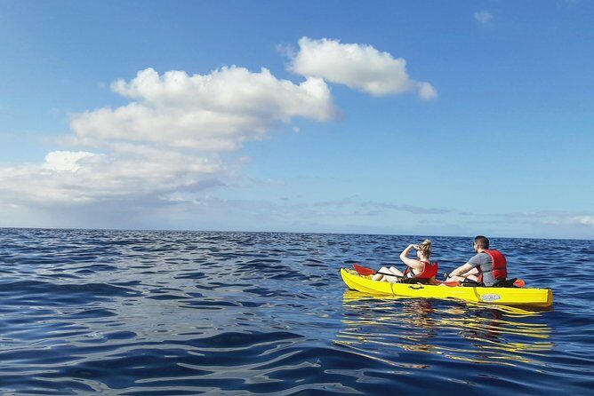 Kayak with Dolphin & Turtle Watching Private Tour - Frequently Asked Questions