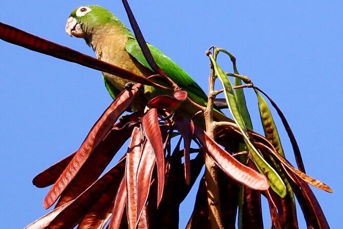 Kayaking Adventure at the Nichupte Lagoon in Cancun - The Itinerary: What to Expect
