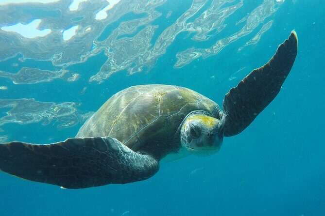 Kayaking + snorkeling with turtles - What the Reviews Tell Us