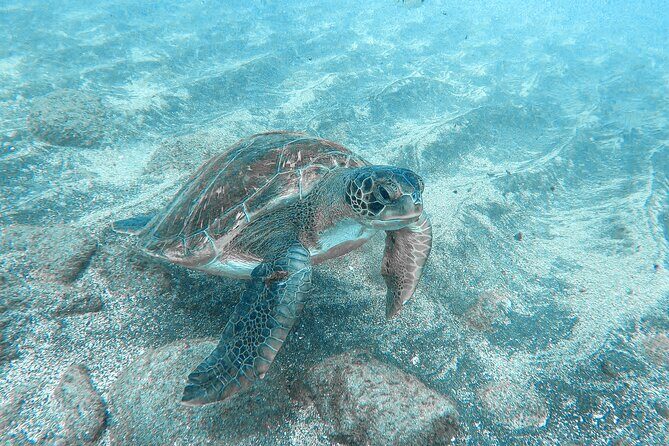 Kayaking + snorkeling with turtles - Who Will Love This Tour?