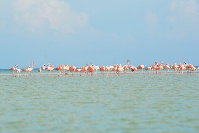 Kayaking Tour Through the Mangroves in Isla Holbox - FAQs