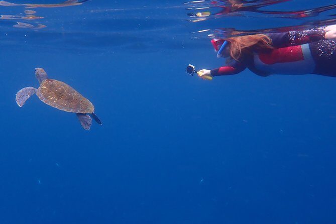 Tenerife: Turtle & Dolphin Kayak Tour with Snorkel & Wetsuit - Physical Demands: Be Honest With Yourself