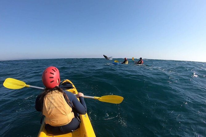 Kayaking with Dolphins in Byron Bay Guided Tour - Wildlife Encounters