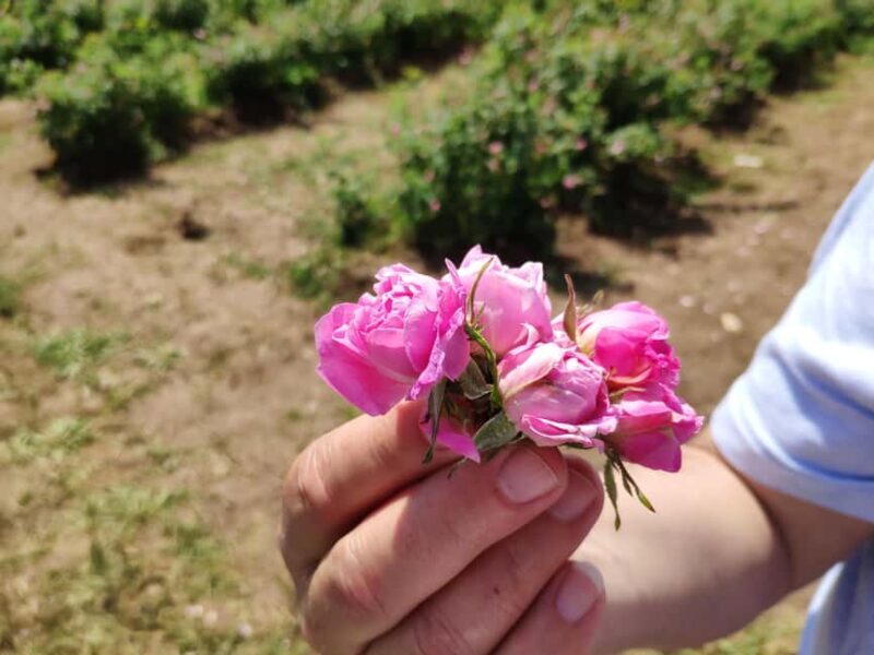 Kazanlak: Rose Festival 2026 VIP Access - The Experience of the Kazanlak Rose Festival with VIP Access