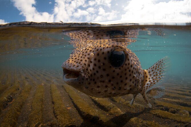 Kealakekua Bay Captain Cook Snorkeling - The Scenic & Cultural Stops