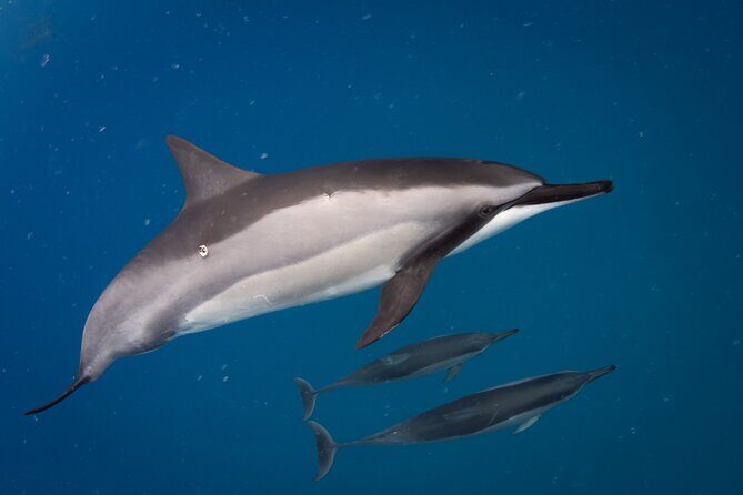 Kealakekua Bay Captain Cook Snorkeling - Final Thoughts