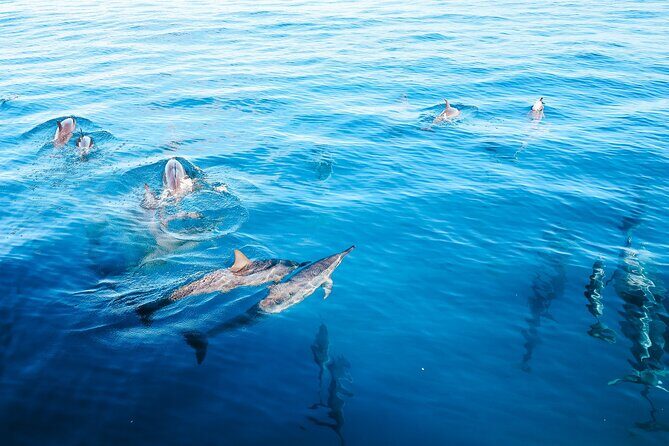 Kealakekua Bay Snorkel & Dolphin Watch In Kona - Who Would Love This Tour?
