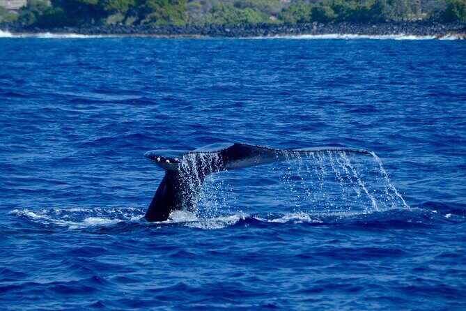 Kealakekua Bay Snorkel & Dolphin Watch In Kona - Final Thoughts