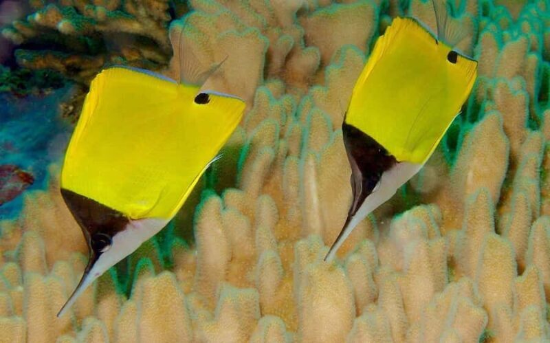 Kealakekua hike and snorkel with Native Hawaiian - Final Thoughts