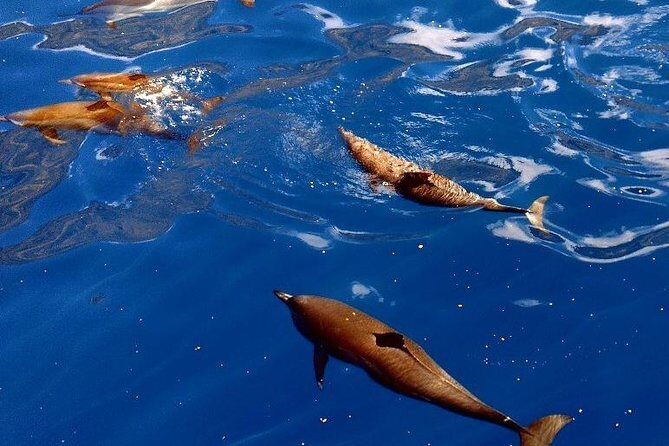 Kealakekua Snorkel and Sail Adventure - FAQ