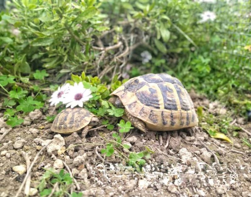 Kefalonia: Farm-to-Table Experience with Tastings - Is it worth the cost?