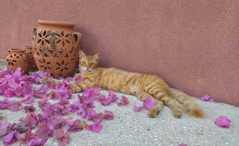 Kefalonia: Farm-to-Table Experience with Tastings - Who should consider this tour?