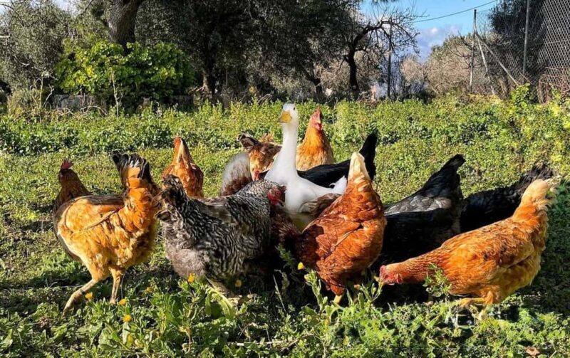 Kefalonia: Farm-to-Table Experience with Tastings - What About the Price?