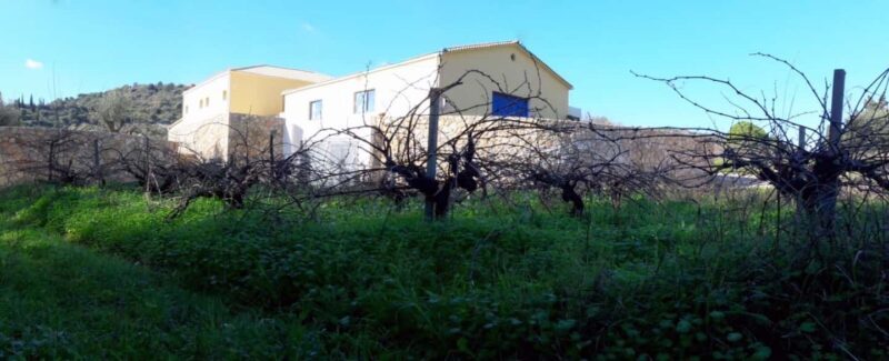 Kefalonia: Sclavos Estate Wine Tasting and Vineyard Tour - An In-Depth Look at the Sclavos Estate Tour