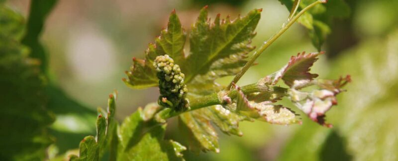 Kefalonia: Sclavos Estate Wine Tasting and Vineyard Tour - The Value for Your Money