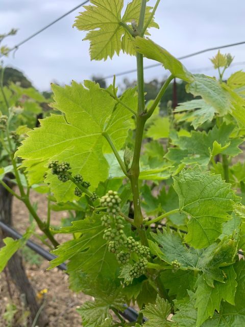 Kefalonia Wine Tour on E-Bikes - Key Points