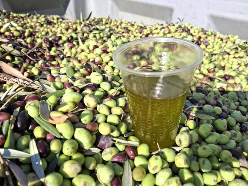 Kefalonia:Private Olive Oil, Honey & Wine Tasting Experience - Practical Details and Value