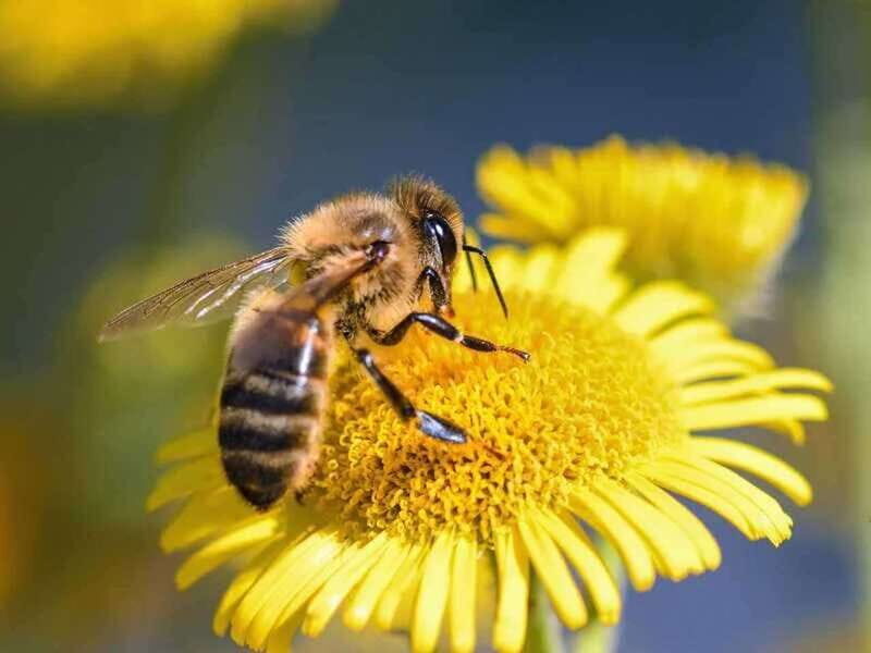 Kelowna: E-Bike Bee Tour w/ Tastings, Lunch, and Audioguide - Frequently Asked Questions (FAQs)