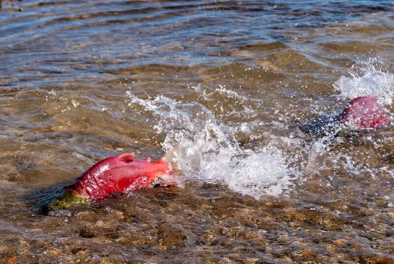 Kelowna: Mission Creek Salmon Run Audio Tour by E-Bike - Key Points