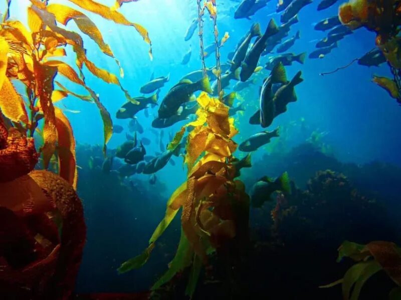 Kelp Forest Spearfishing Adventure - The Experience: From Land to Kelp Forest