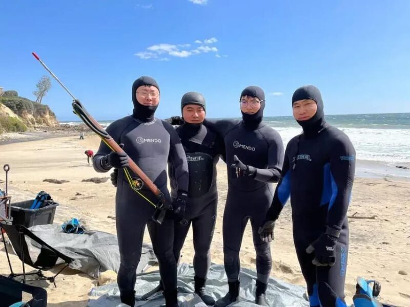 Kelp Forest Spearfishing Adventure - Encounters with Marine Life