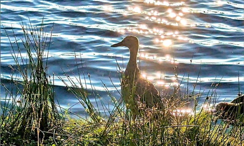 Kemeri N Park, Jurmala, Lake Melnezers & White Castle Hotel - Whats the Value?