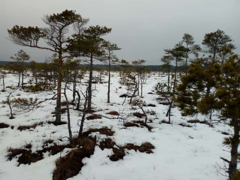 Kemeri National Park Bog Trail near Riga - A Closer Look at the Kemeri Bog Trail Experience